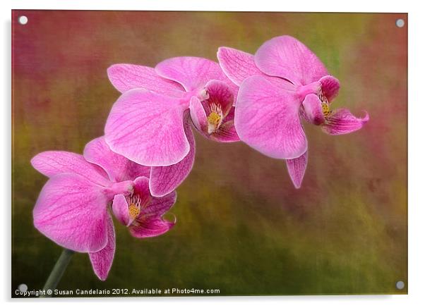 Orchid Cluster Acrylic by Susan Candelario