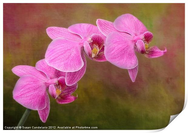 Orchid Cluster Print by Susan Candelario
