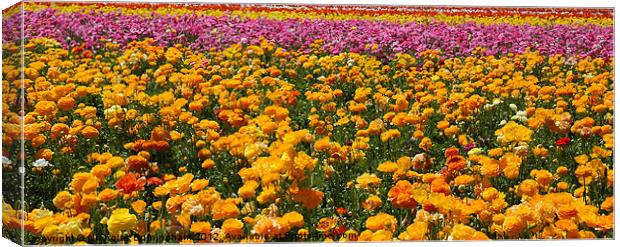 Red, yellow, pink and orange flower fields - Giant Canvas Print by Nicholas Burningham