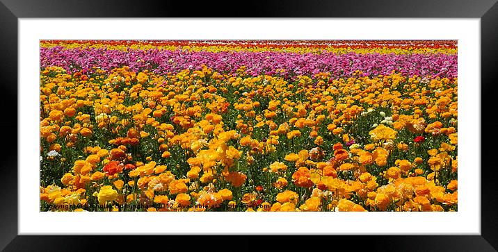 Red, yellow, pink and orange flower fields - Giant Framed Mounted Print by Nicholas Burningham