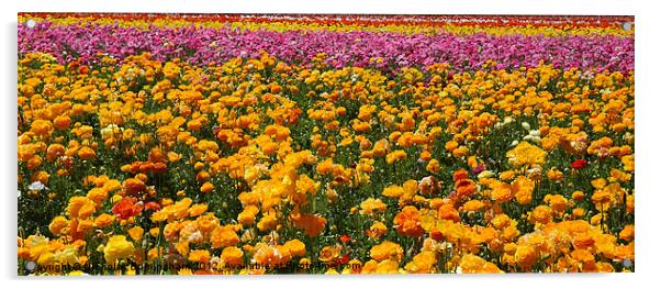 Red, yellow, pink and orange flower fields - Giant Acrylic by Nicholas Burningham