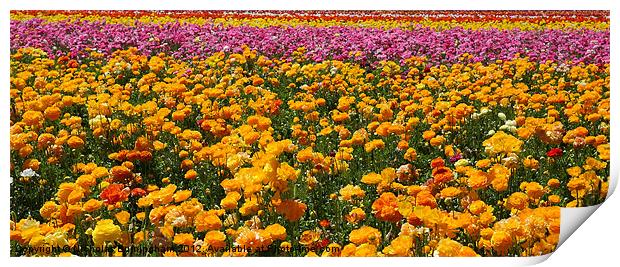 Red, yellow, pink and orange flower fields - Giant Print by Nicholas Burningham