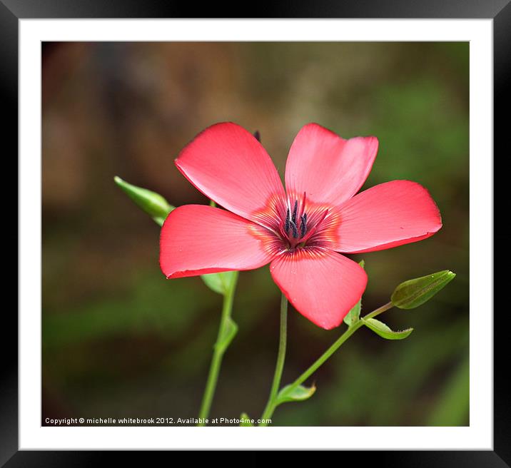 Wild Flower 2 Framed Mounted Print by michelle whitebrook