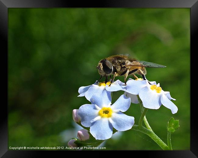 At work Framed Print by michelle whitebrook