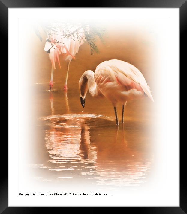 Painted Flamingos Framed Mounted Print by Sharon Lisa Clarke