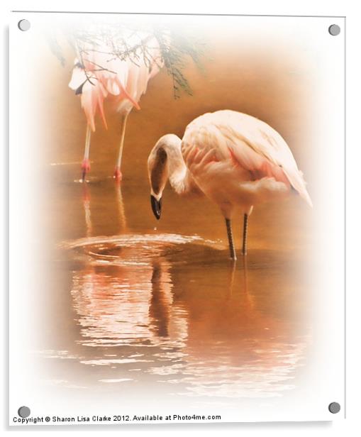 Painted Flamingos Acrylic by Sharon Lisa Clarke