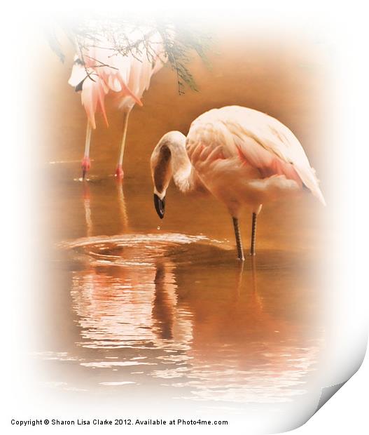 Painted Flamingos Print by Sharon Lisa Clarke