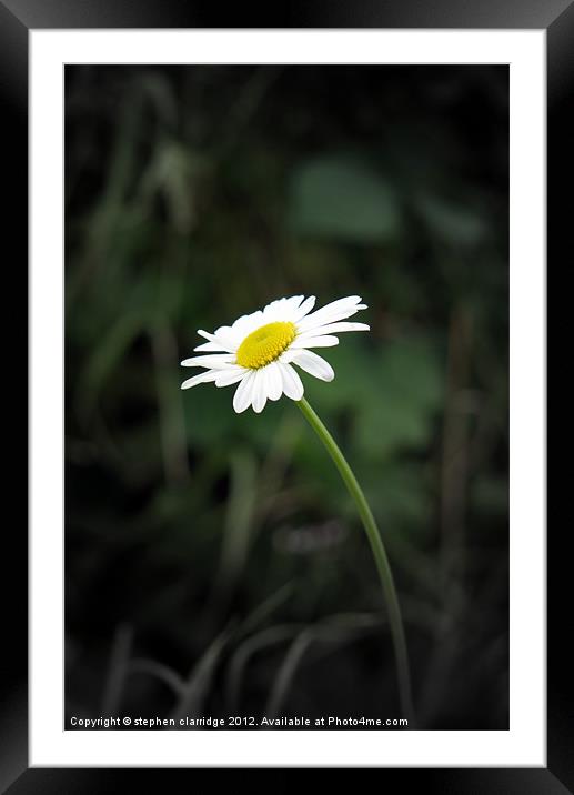 Single oxeye daisy Framed Mounted Print by stephen clarridge