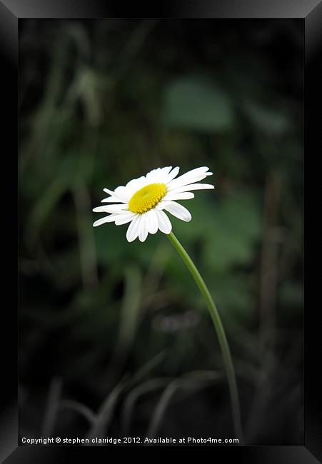 Single oxeye daisy Framed Print by stephen clarridge