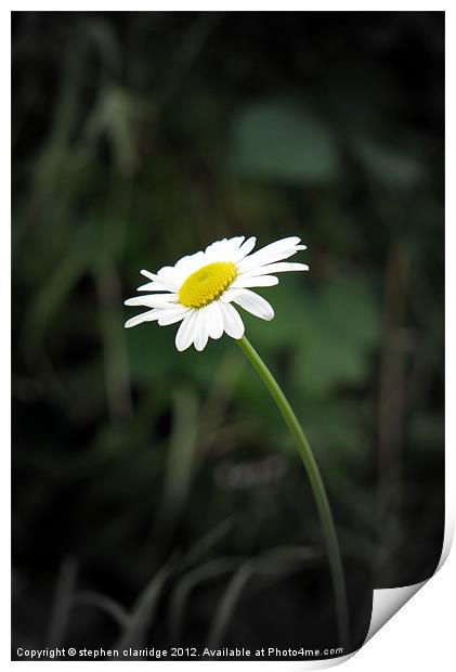 Single oxeye daisy Print by stephen clarridge