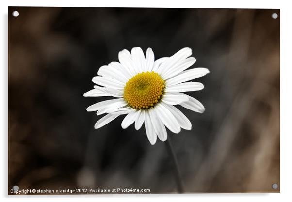 Single oxeye daisy 2 Acrylic by stephen clarridge