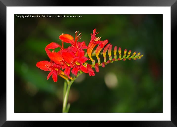 Beautiful Red Flower Framed Mounted Print by Zoey Gall