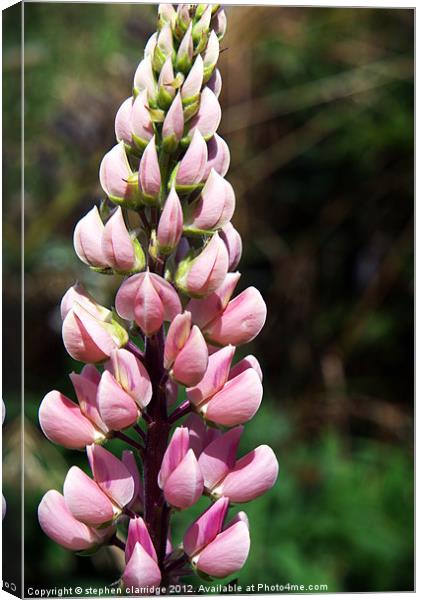 Pink lupin Canvas Print by stephen clarridge