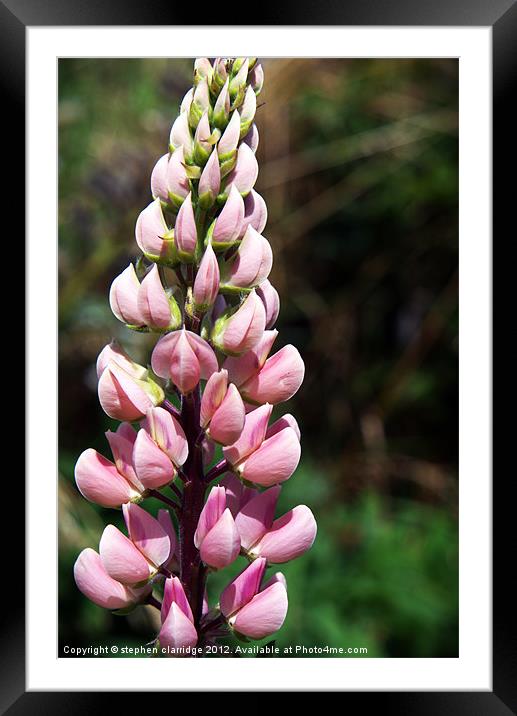 Pink lupin Framed Mounted Print by stephen clarridge