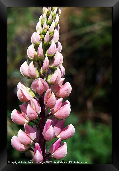 Pink lupin Framed Print by stephen clarridge