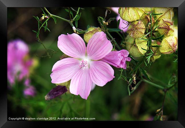Purple wild flower Malva moschata Framed Print by stephen clarridge