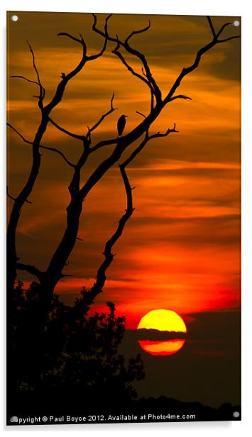 Enjoying The Sunset Acrylic by Paul Boyce