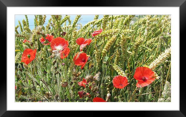 Wild Poppies Framed Mounted Print by N C Photography