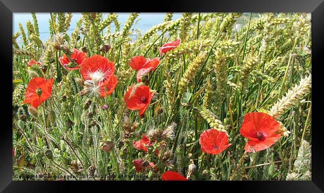 Wild Poppies Framed Print by N C Photography