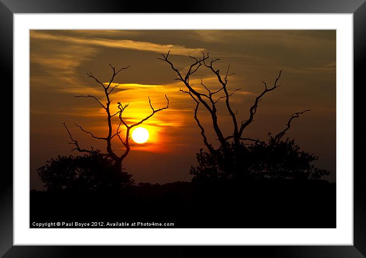 Spot The Bird At Sunset Framed Mounted Print by Paul Boyce