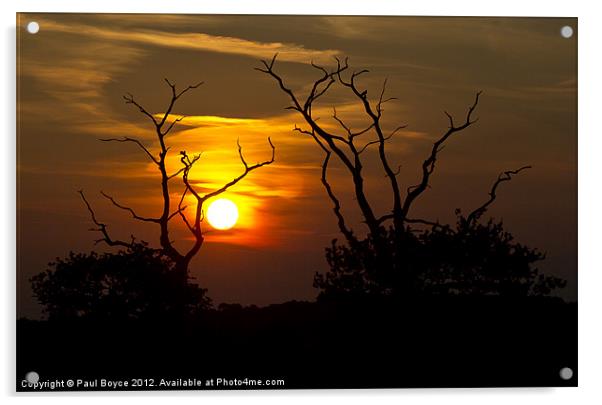Spot The Bird At Sunset Acrylic by Paul Boyce