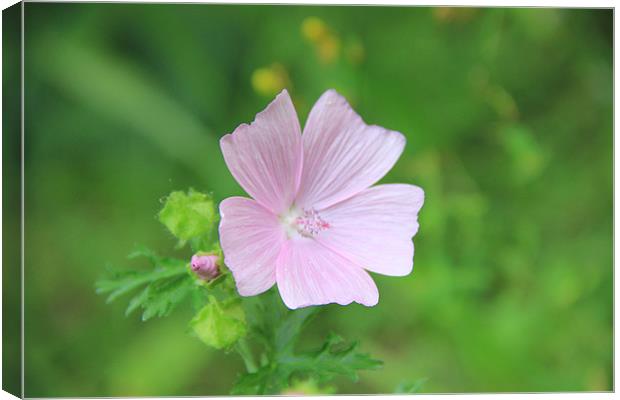 PINK FLOWER AND BABY BUD Canvas Print by Jess Millard