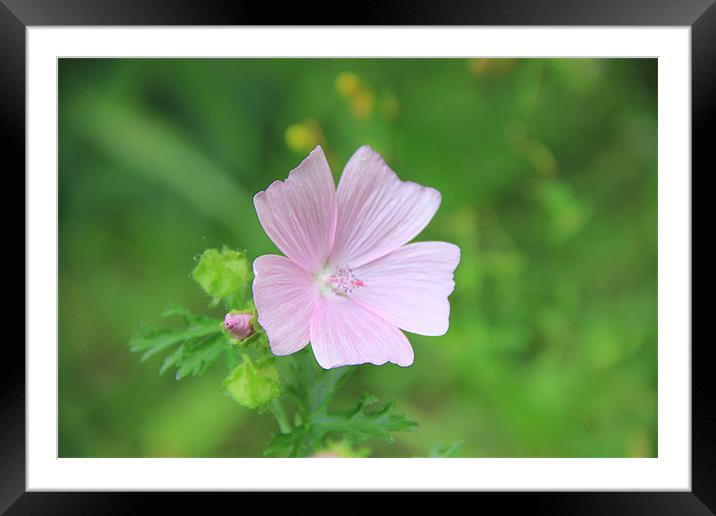 PINK FLOWER AND BABY BUD Framed Mounted Print by Jess Millard