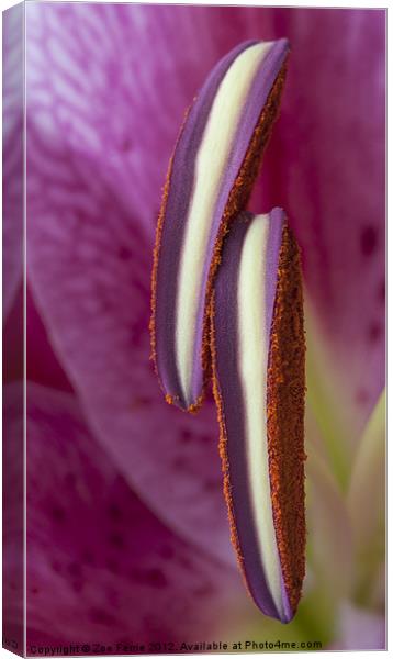 Stamens on a Stargazer Lily Canvas Print by Zoe Ferrie