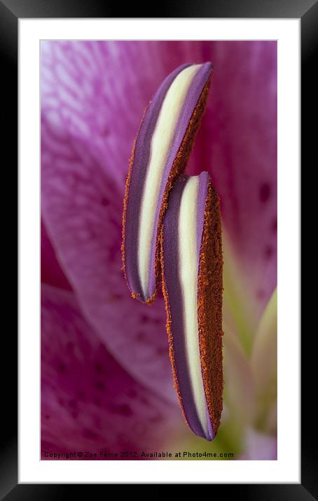 Stamens on a Stargazer Lily Framed Mounted Print by Zoe Ferrie