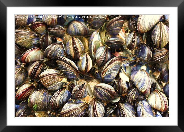 mussels in cornwall Framed Mounted Print by Anthony Kellaway