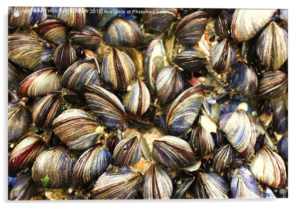 mussels in cornwall Acrylic by Anthony Kellaway