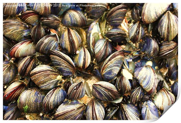 mussels in cornwall Print by Anthony Kellaway