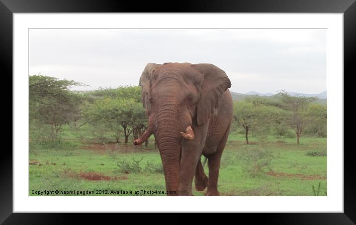 Bull Elephant Framed Mounted Print by N C Photography
