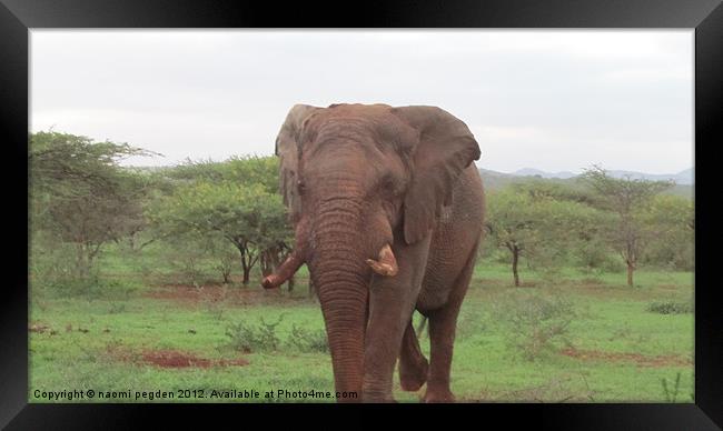 Bull Elephant Framed Print by N C Photography