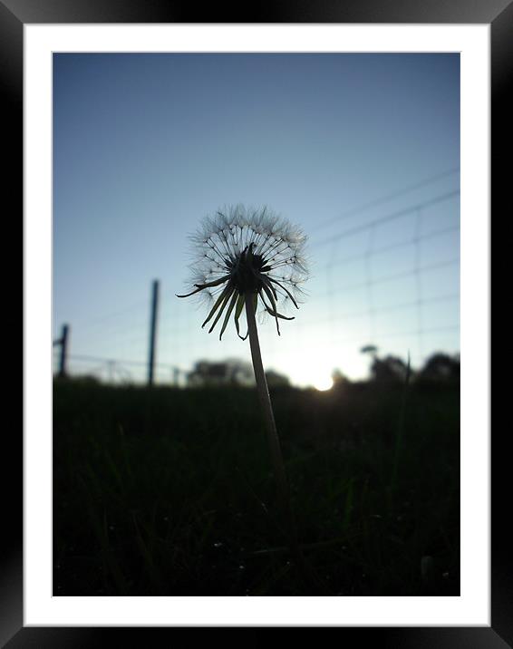 Dandelion In Shadow Framed Mounted Print by Ed Neve
