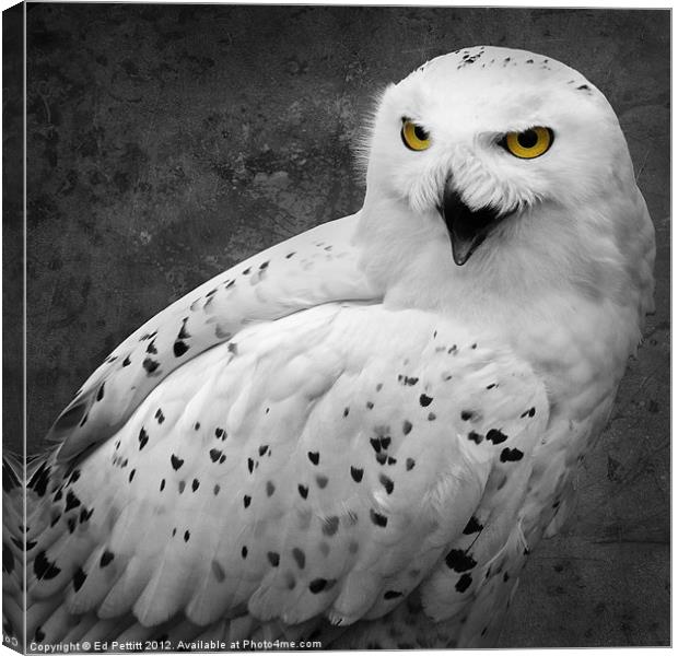 Snowy Owl Calling Canvas Print by Ed Pettitt