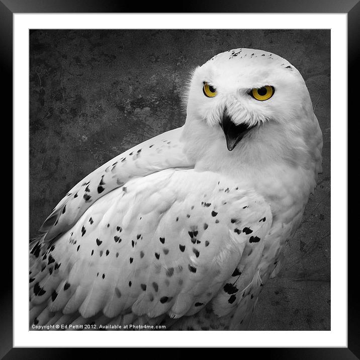 Snowy Owl Calling Framed Mounted Print by Ed Pettitt