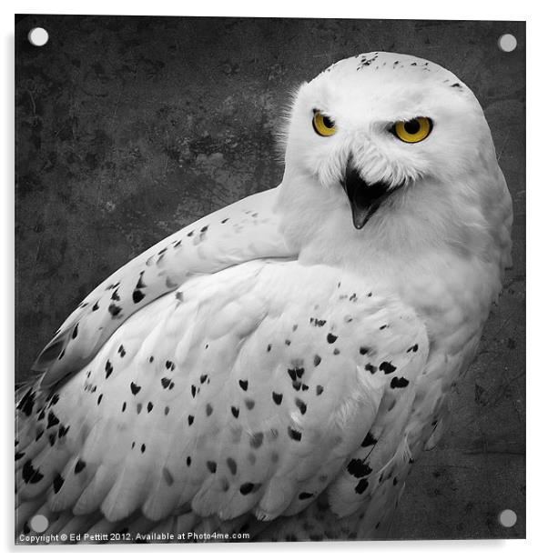 Snowy Owl Calling Acrylic by Ed Pettitt