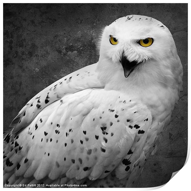 Snowy Owl Calling Print by Ed Pettitt