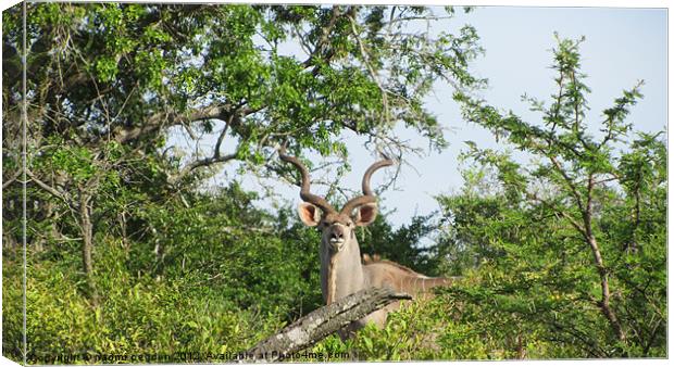 King of the Kudus Canvas Print by N C Photography