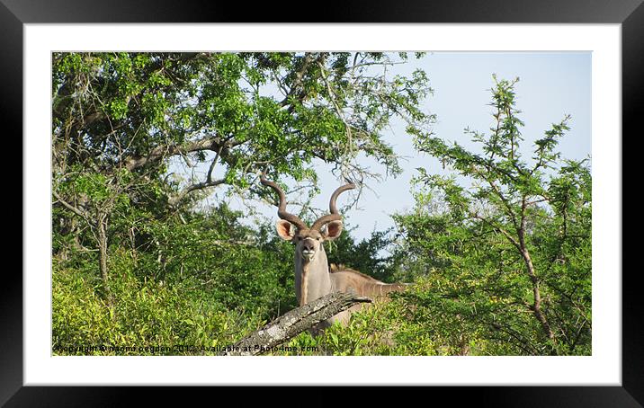 King of the Kudus Framed Mounted Print by N C Photography