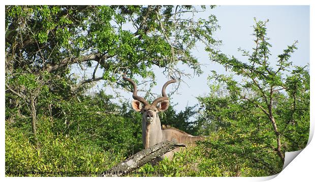 King of the Kudus Print by N C Photography