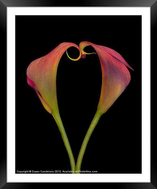 Calla Lillies Kissing Framed Mounted Print by Susan Candelario