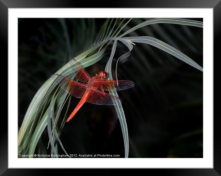 Crimson red dragonfly Framed Mounted Print by Nicholas Burningham
