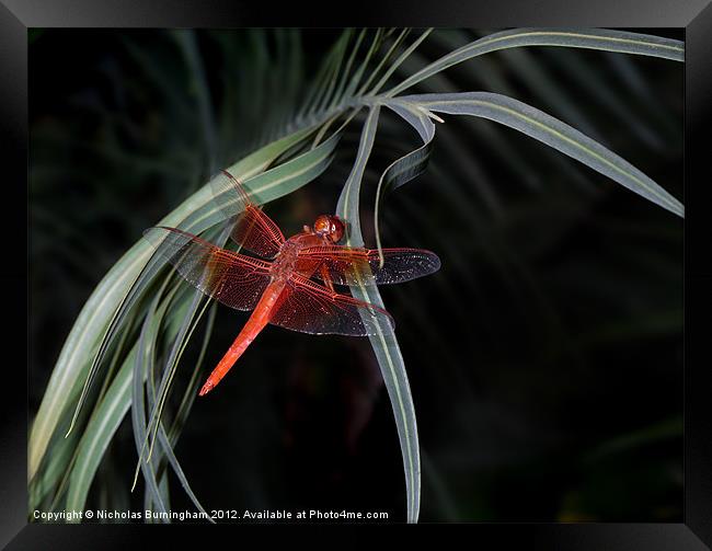 Crimson red dragonfly Framed Print by Nicholas Burningham