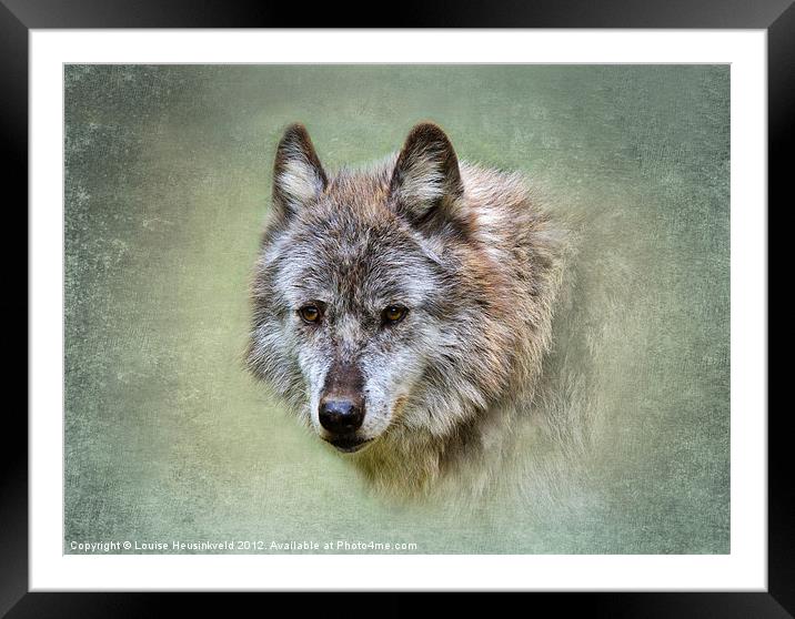 Grey wolf Framed Mounted Print by Louise Heusinkveld