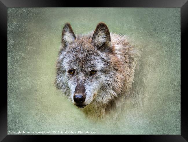 Grey wolf Framed Print by Louise Heusinkveld