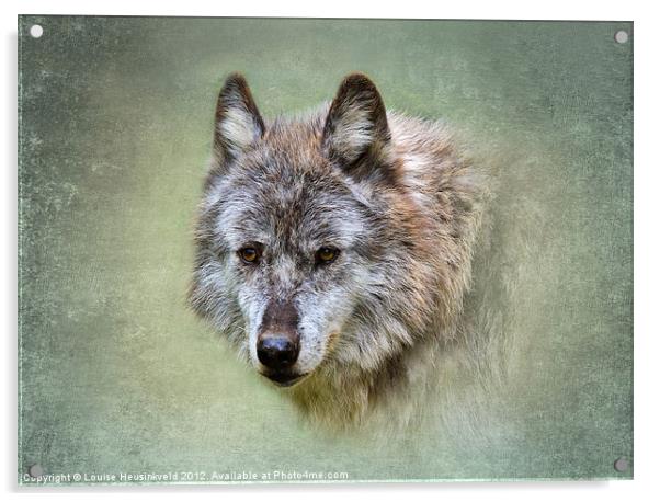 Grey wolf Acrylic by Louise Heusinkveld