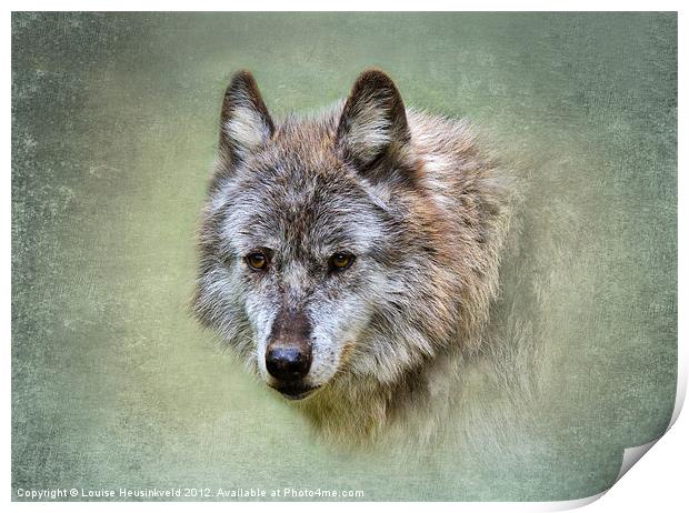 Grey wolf Print by Louise Heusinkveld