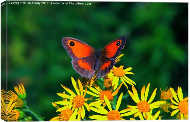 Summer butterfly Canvas Print by Ian Purdy